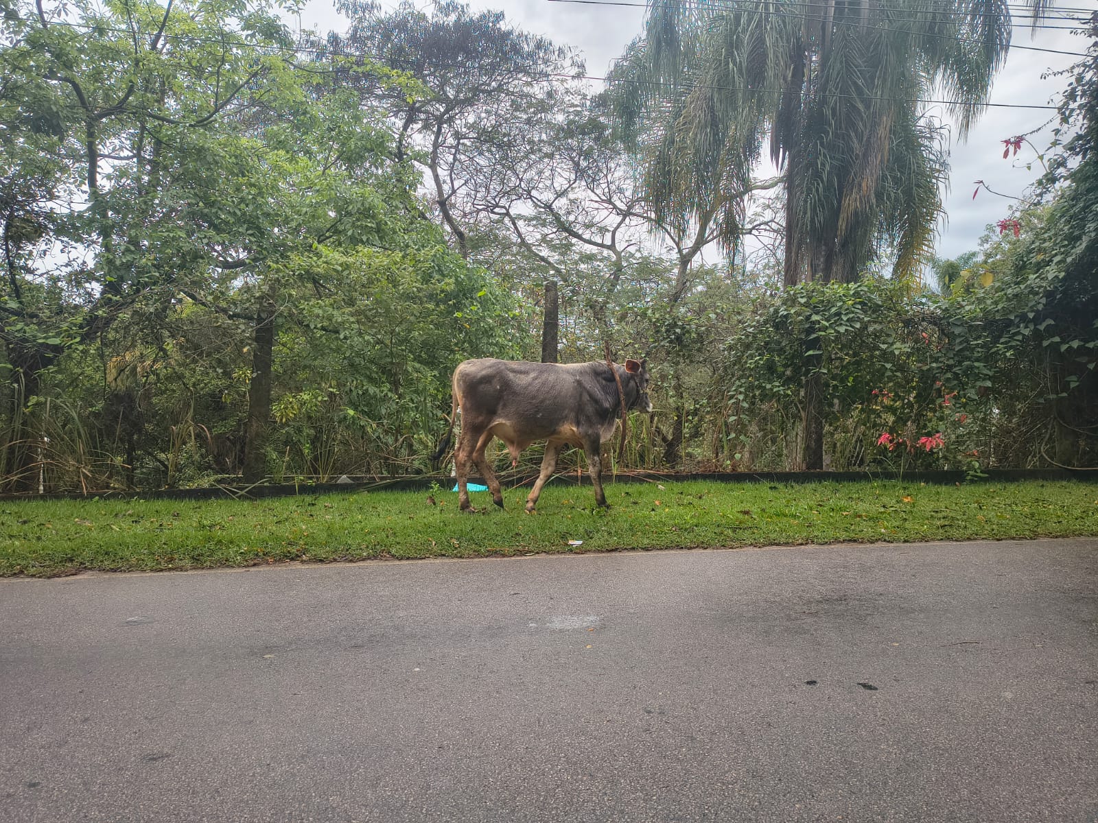  Bezerro está andando perdido pela rua Tietê, no Guacuri
